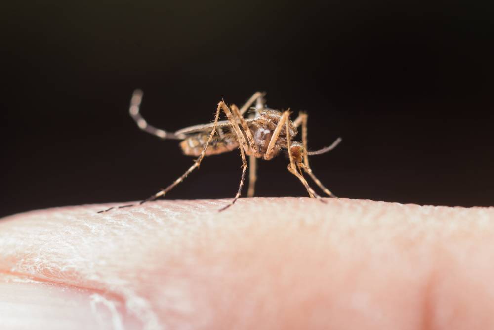 Os perigos da malaria
