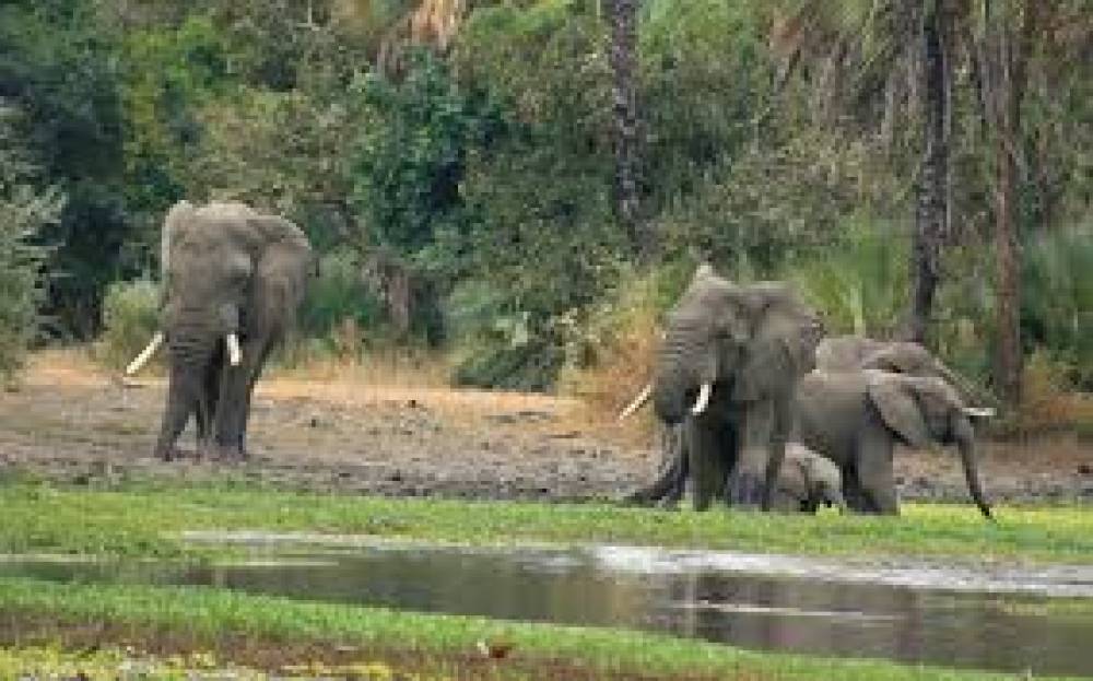 A Importância das Áreas de Conservação