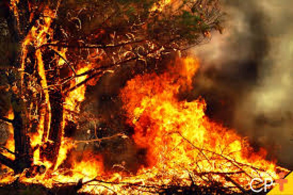 Consequências das Queimadas Descontroladas: Um Alerta para o Meio Ambiente