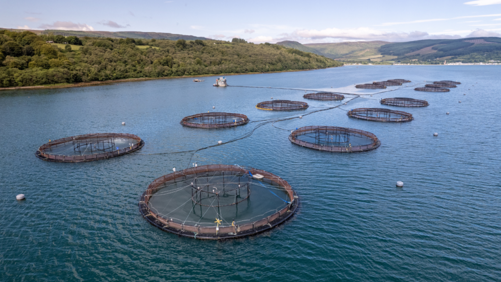 O Papel Vital da Aquacultura no Desenvolvimento Sustentável de Moçambique