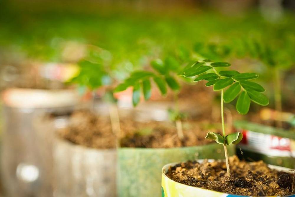 Importância das árvores para o ambiente
