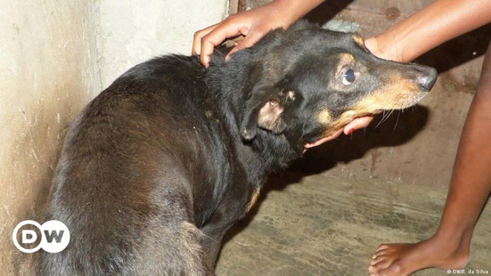 O Perigo Invisível: Uma Análise Profunda sobre os Riscos Associados à Mordida de Cães