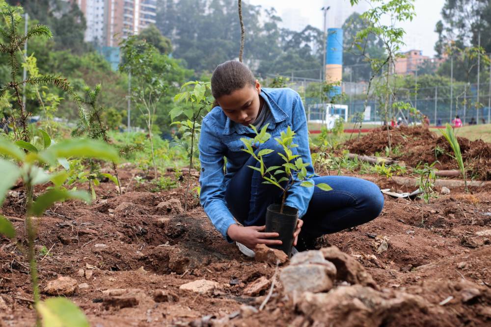A Importância do Plantio de Árvores em Centros Urbanos: Promovendo Ambientes Sustentáveis e Saudáveis