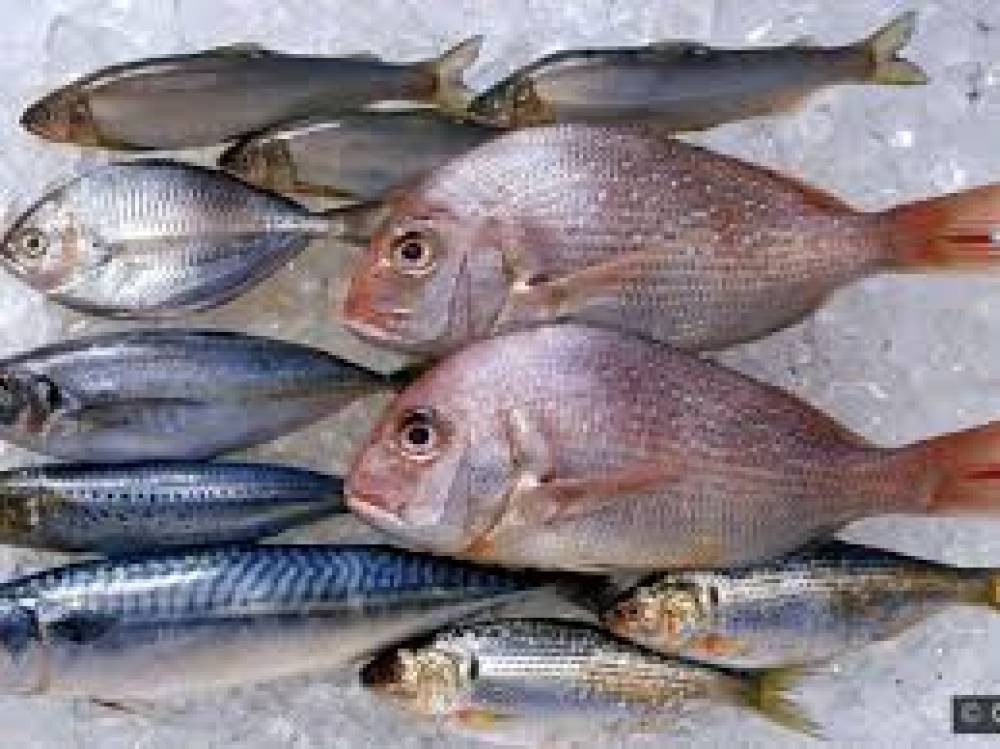 A Importância do Consumo de Peixe na Saúde Humana