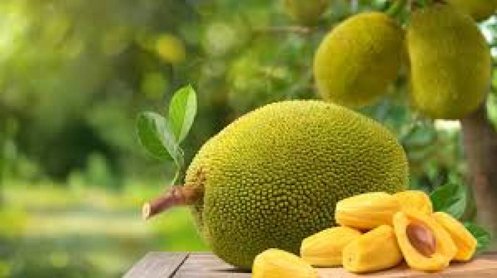 Os Benefícios da Jaca na Saúde Humana: Um Tesouro Nutricional Natural