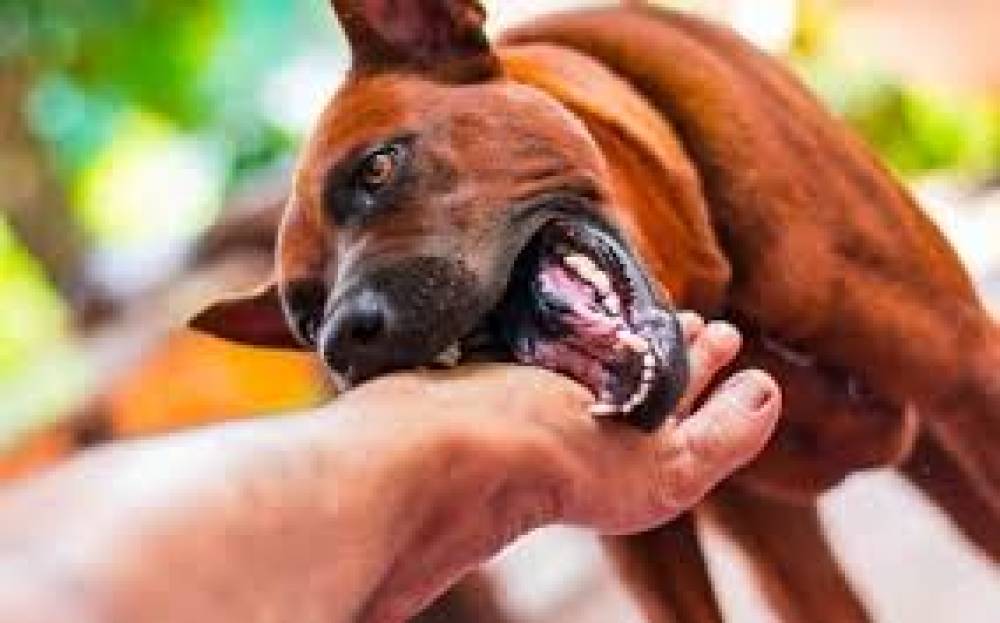 O Perigo Invisível: Uma Análise Profunda sobre os Riscos Associados à Mordida de Cães