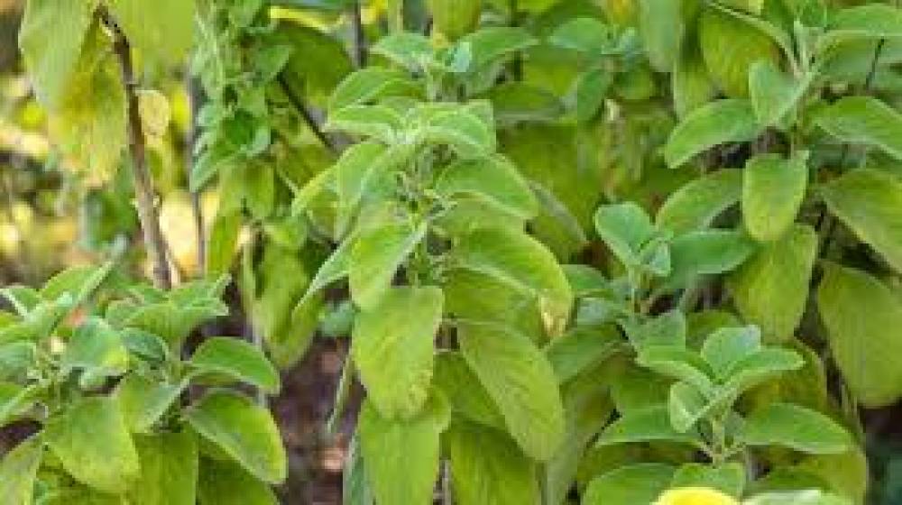 Plantas Populares Benéficas para a Saúde: Descubra os Segredos da Natureza