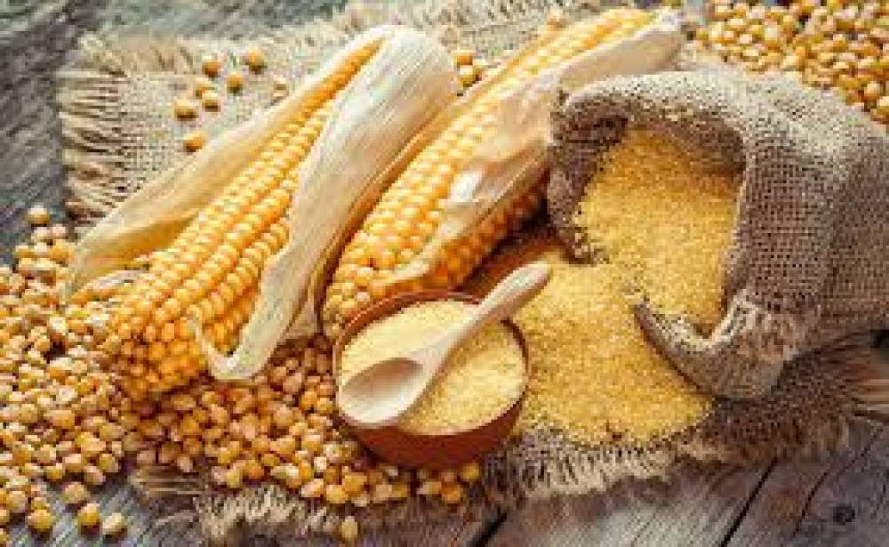 Beneficios do consumo da farinha de milho