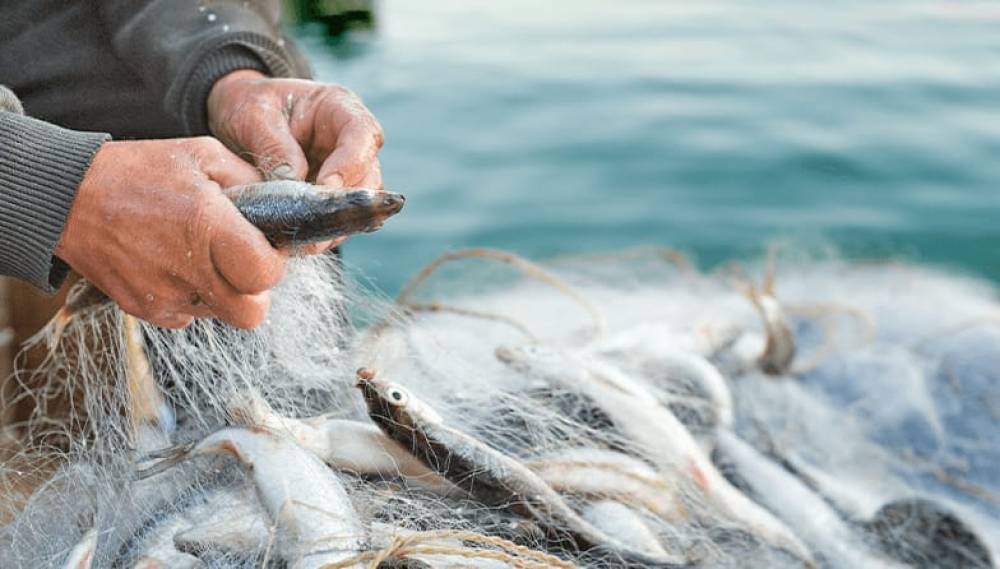 O Impacto das Artes de Pesca no Ecossistema Marinho