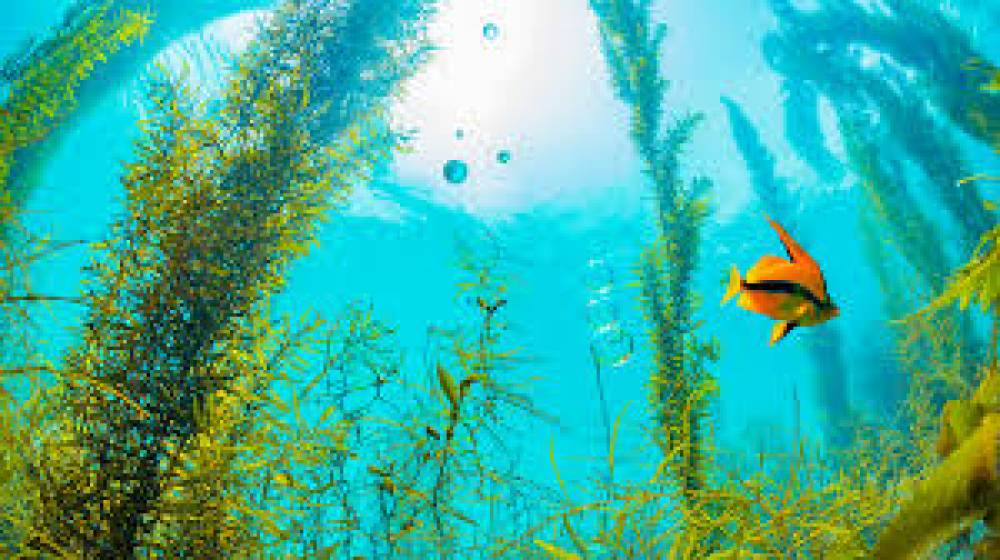 Importância das algas marinhas