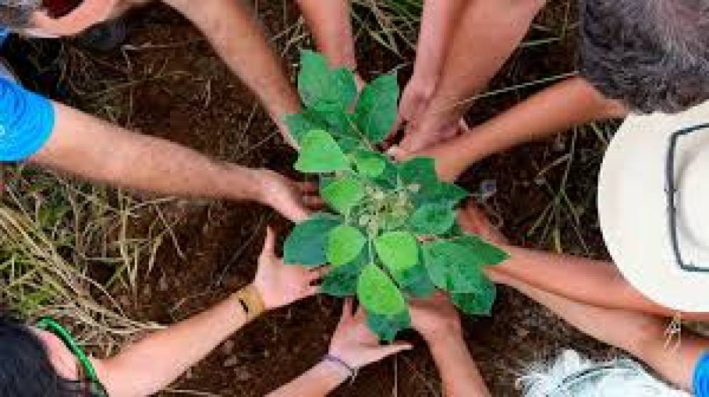 Beneficios  do plantio de arvores