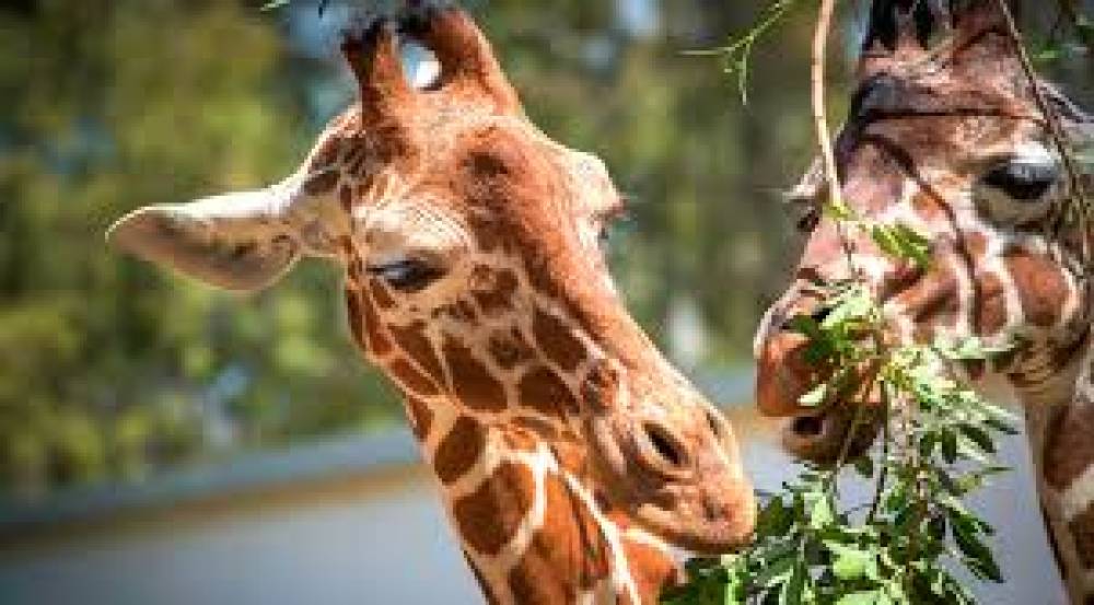 Os Animais Herbívoros: Uma Jornada Nutritiva na Natureza