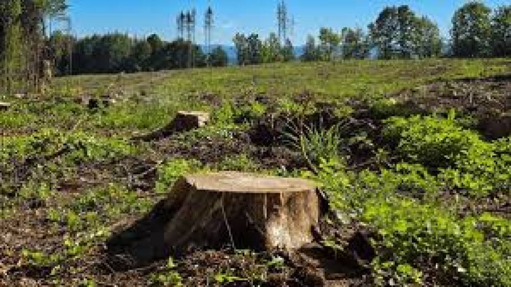 O impacto do abate ilegal de arvores