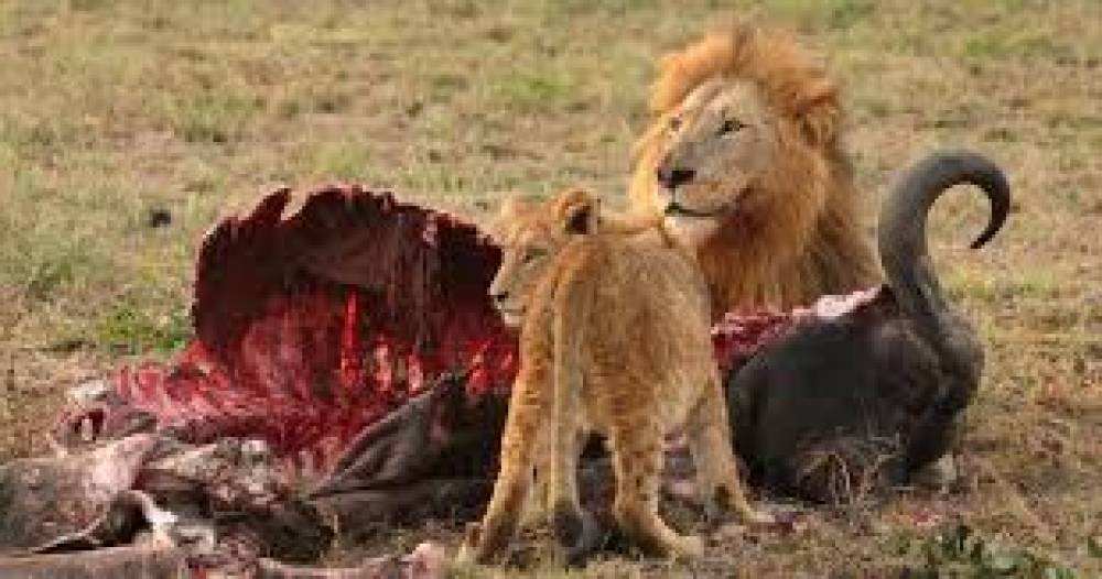 A Fascinante Vida dos Animais Carnívoros